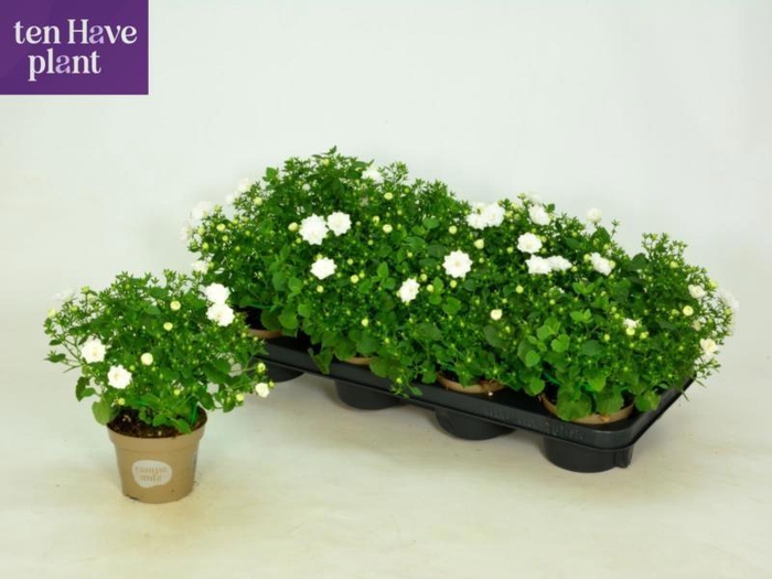 <h4>CAMP IS DUBLIN WHITE</h4>