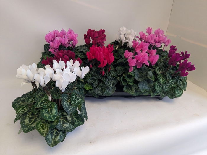 <h4>CYCL KL MACARON</h4>