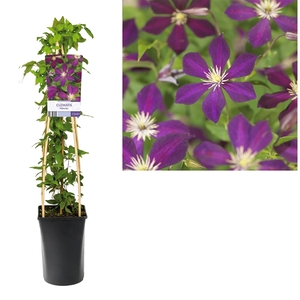 Clematis 'Mikelite' light label