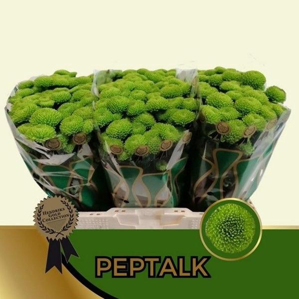 <h4>CHR SAN PEPTALK</h4>