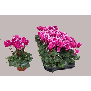 CYCL KL GOBLET SHINE