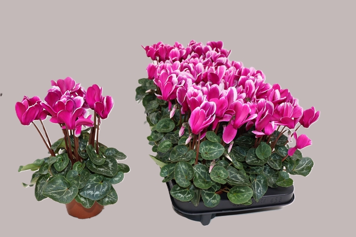 <h4>CYCL KL GOBLET SHINE</h4>