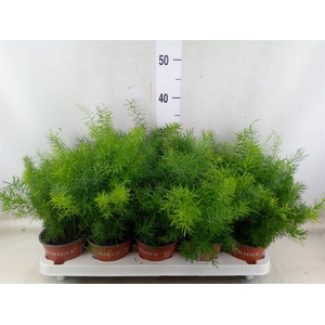 Asparagus dens. 'Sprengeri'