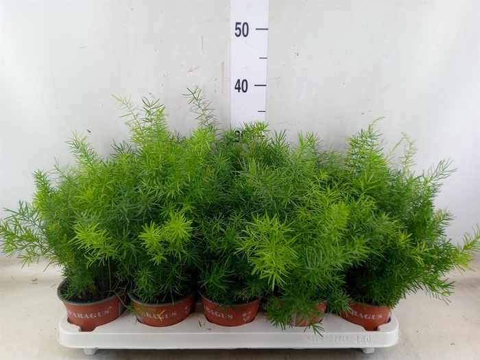 <h4>Asparagus dens. 'Sprengeri'</h4>