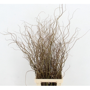 SALIX TORTUOSA 120CM