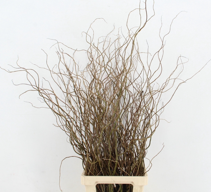 <h4>SALIX TORTUOSA 120CM</h4>