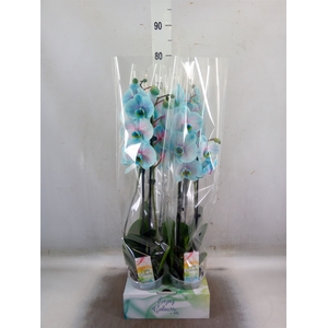 Phalaenopsis   ...