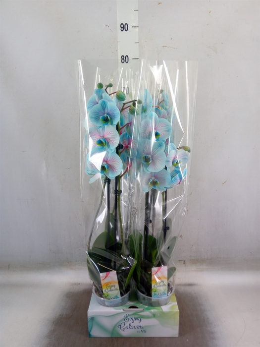 <h4>Phalaenopsis   ...</h4>
