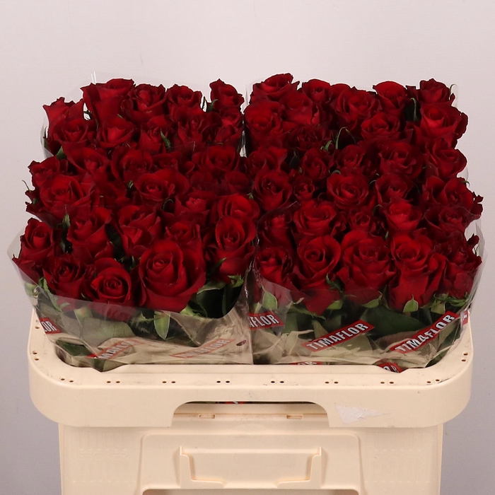 <h4>R GR EVER RED</h4>