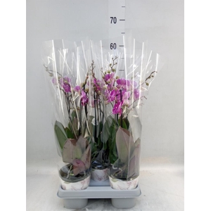 Phalaenopsis   ...lilac