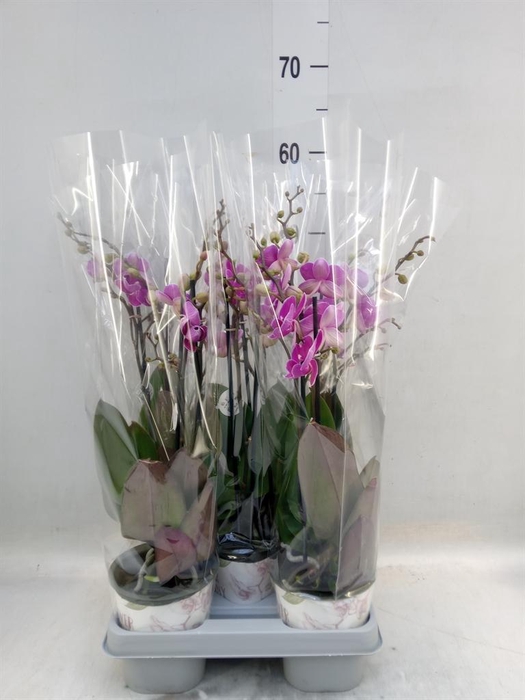 <h4>Phalaenopsis ...lilac</h4>