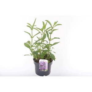 Verbena bonariensis