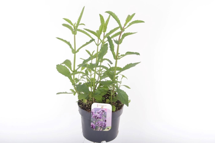 <h4>Verbena bonariensis</h4>