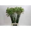 Allium Nectaroscordum Siculum