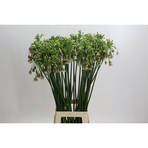 Allium Nectaroscordum Siculum
