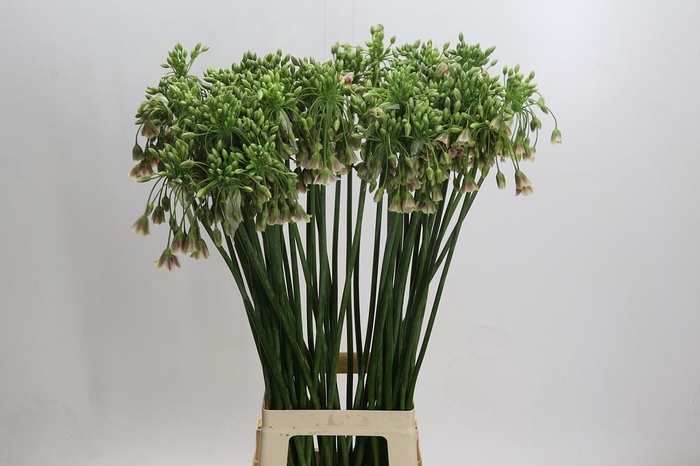 <h4>Allium Nectaroscordum Siculum</h4>