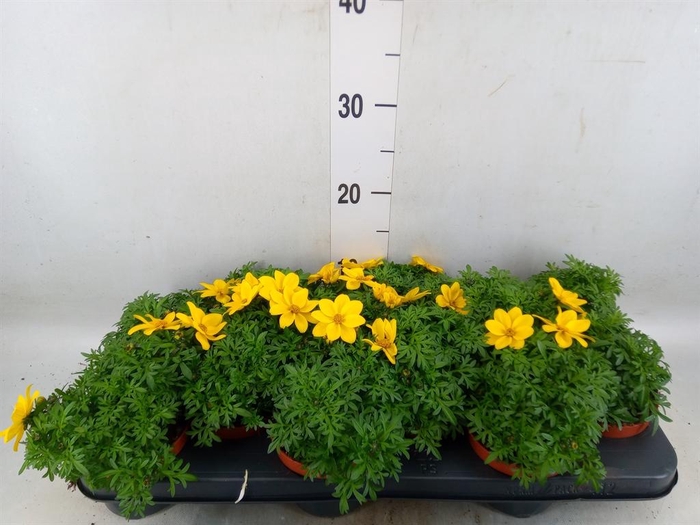 <h4>Bidens   ...</h4>