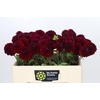 Dahlia Black Fox