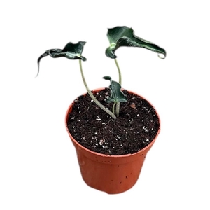 Alocasia Overig Loco
