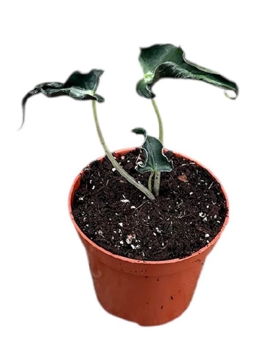 <h4>Alocasia Overig Loco</h4>