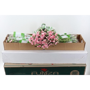 Di Tr Roxanne x20 Box