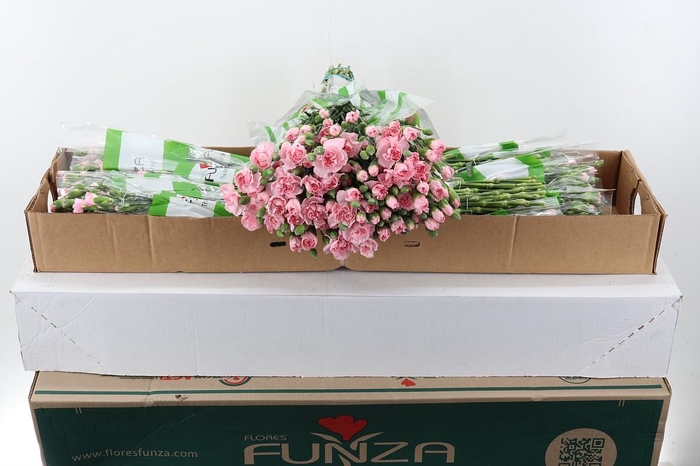 <h4>Di Tr Roxanne x20</h4>