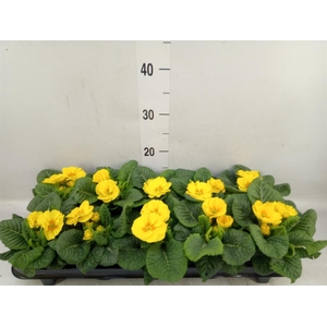 Primula ac. 'Bonneli Gelb'