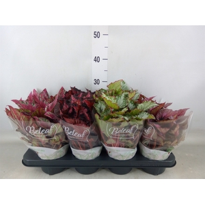 Begonia BD 'Beleaf'   ...mix