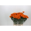 Tagetes Marigold Promise Orange