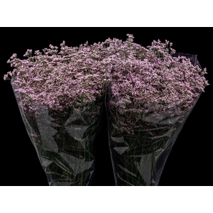Limonium Oshi Pink