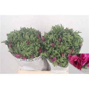 Anemone Mistral Fuchsia