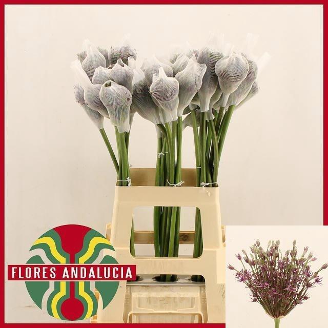 <h4>ALLIUM MERCURIUS</h4>