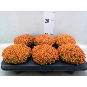 Nertera granadensis 'Astrid'
