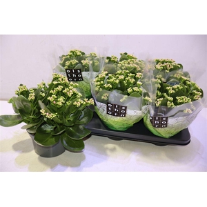 arr8 Kalan B Ge C Weaver