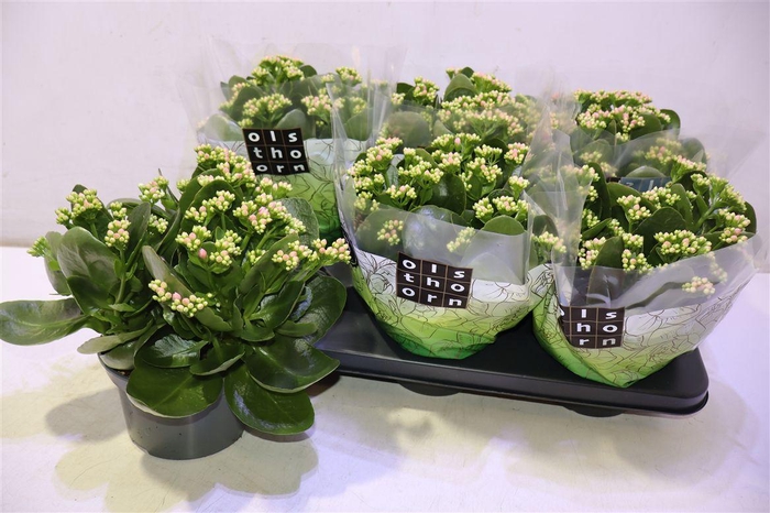 <h4>arr8 Kalan B Ge C Weaver</h4>