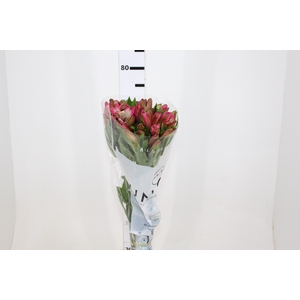 ALSTROEMERIA OVATION 080 CM