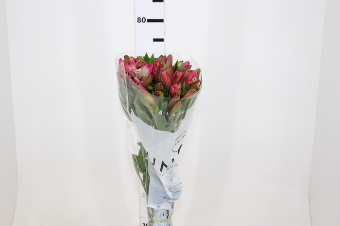 ALSTROEMERIA OVATION 080 CM