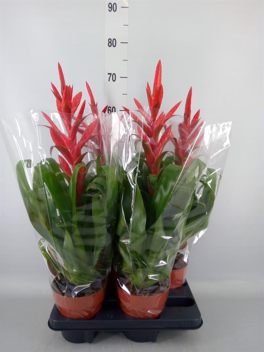 <h4>Tillandsia  'Naomi'</h4>