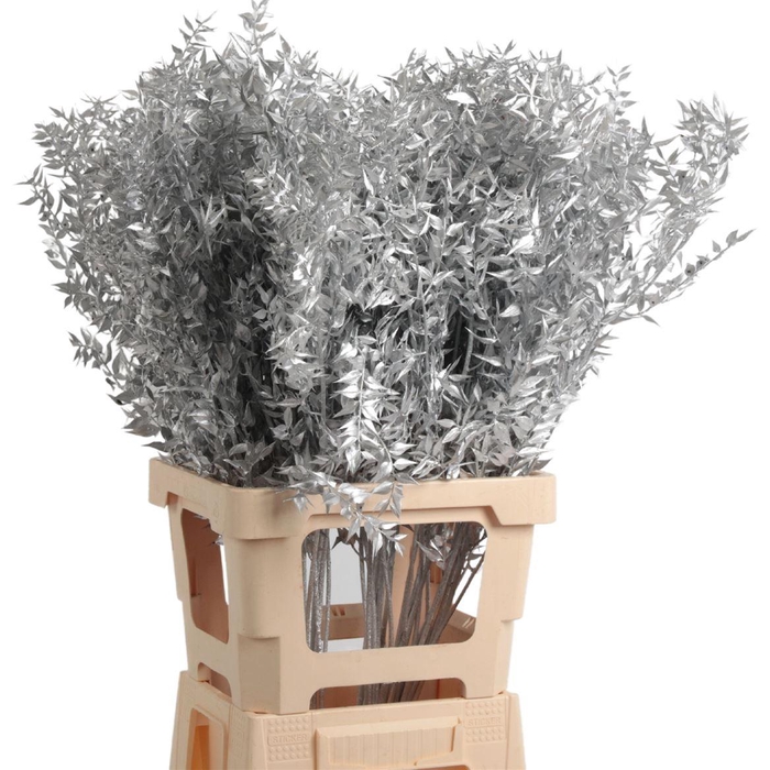 <h4>Ruscus Gebleekt</h4>