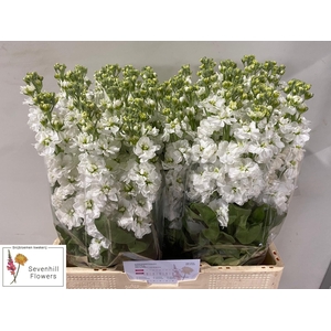 MATTH AIDA WHITE