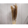 Corta Dried Natural