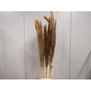 Corta Dried Natural