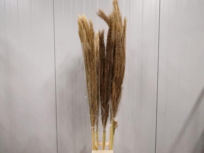 Corta Dried Natural