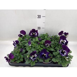 Viola wr. 'Alpha Purple White'