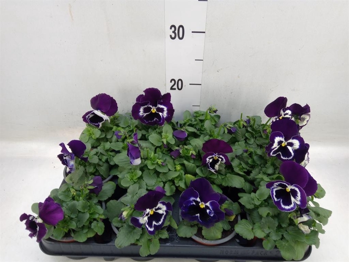 <h4>Viola wr. 'Alpha Purple White'</h4>