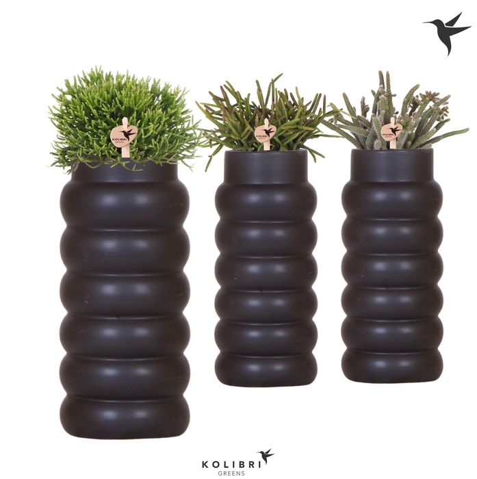 <h4>Kolibri Greens Rhipsalis mix in Bubble Fall pot black</h4>