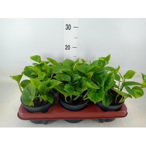 Epipremnum pinn. 'Global Green'