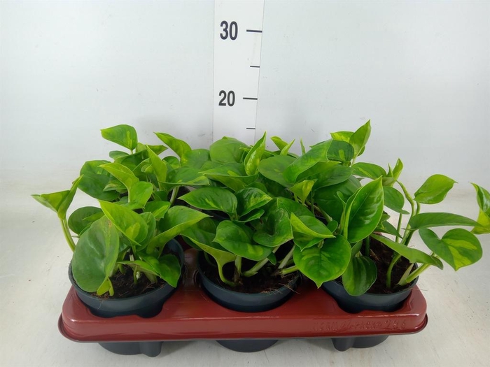 <h4>Epipremnum pinn. 'Global Green'</h4>