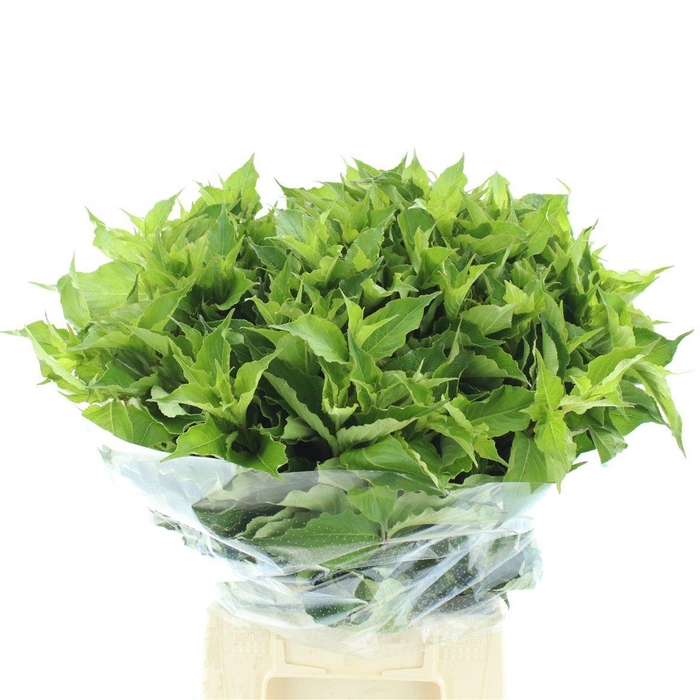 <h4>DECOGROEN OV</h4>
