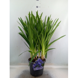 Agapanthus TR 'Dr. Brouwer'